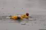 public:180213coldwaterrescue0068.jpg