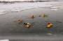 public:180213coldwaterrescue0022.jpg